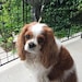 Penny Belle
