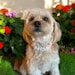 Annie