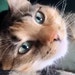 Jazzy cat