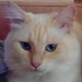 Cat Snow