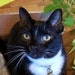 Daemon the Cat