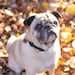 Greg the Pug