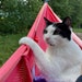 Gato