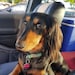 Darla