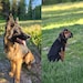 Copper & Bear