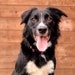 Briar