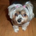 Jazzabelle