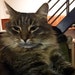 Mr. Tom Bosley