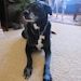 mattie the dog