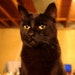 Ollie