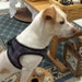 Betsy Mongrel