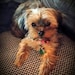 Dixie