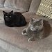 Oscar & Chanel