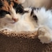 Nutmeg