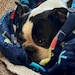 Winston