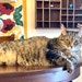 Little Kitty