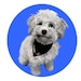 Toby