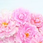 shop-member-photo