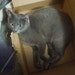 Neo cat
