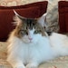 Hattie