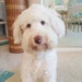 sophie schnoodle