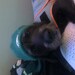 Eagle Dog 