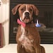 Lou Dog
