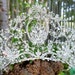 SomethingIvy.com