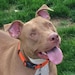 Sampson