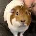 Cookie