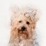 shop-member-photo