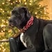 Addie