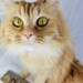 Ginger