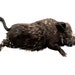 Paul (Hog)