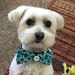 Toby