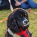 Ollie - Our Furbaby!