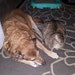 Link & Gracie
