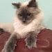 Sophie