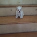 Bitty (my pup) Nene (shop owner)