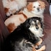 Peeka, Reggie and Iggy