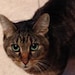 Missy