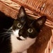 Tom