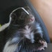 Pineapple the Skunk