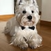 Odie 
