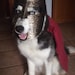 Achilles