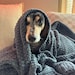 Cooper
