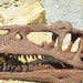 Paleoworld