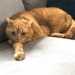 Bailey Cat