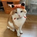 Rupert