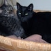 Rex The Wonder Cat and Jett